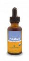 Plantain